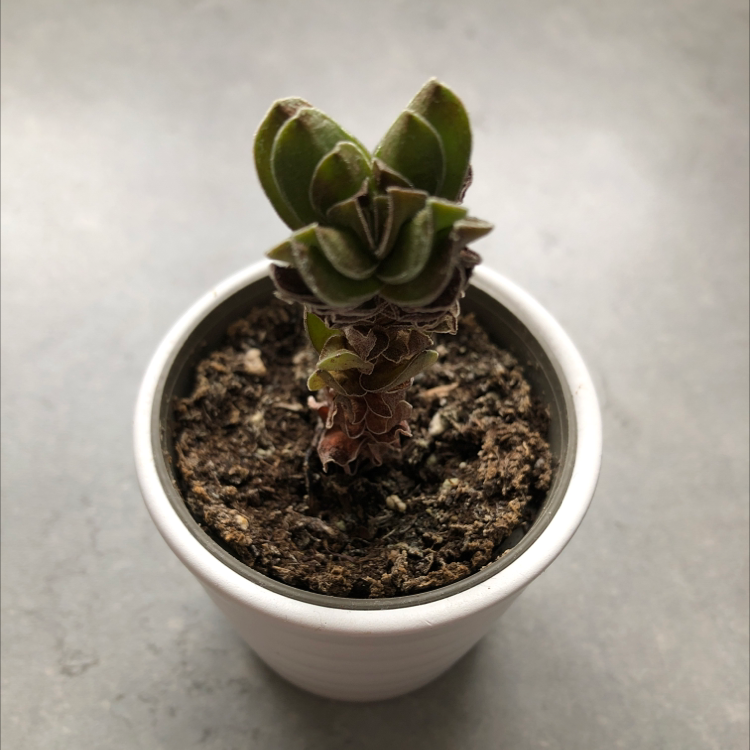 Crassula 'Buddha's Temple' plant in a white pot with visible soil.