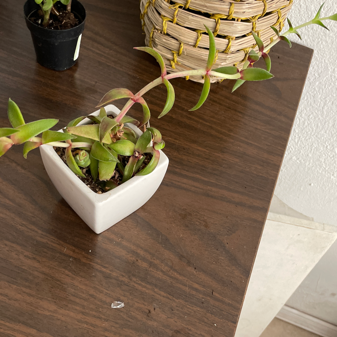 Photo of the plant species kiwi aeonium by Michelle named Iroh on Greg, the plant care app