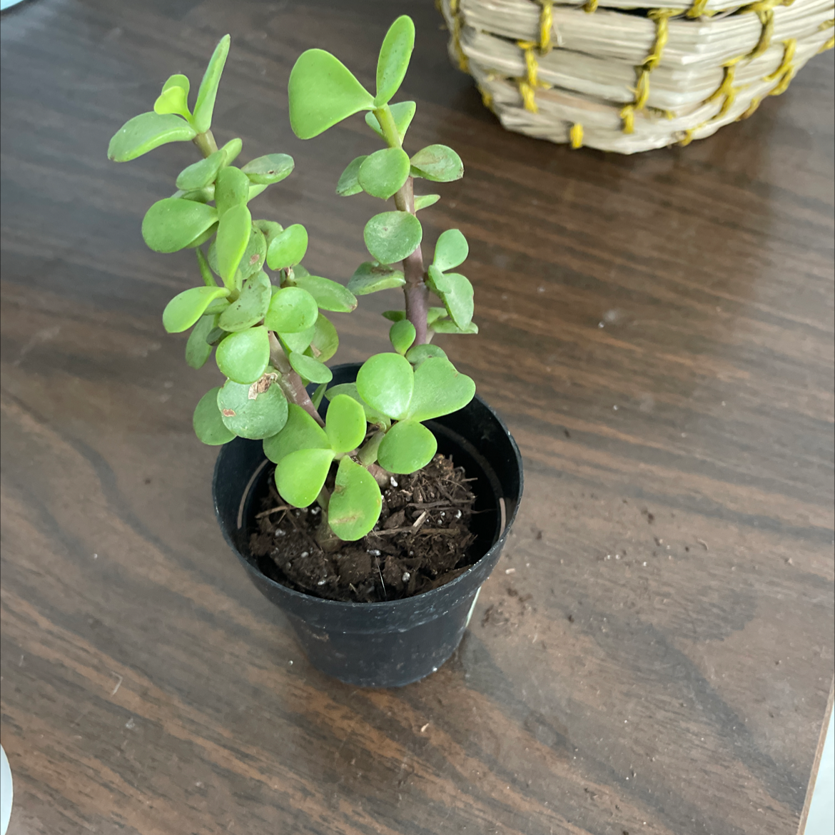 Elephant Bush plant photo by Michelle named Aang on Greg, the plant care app.