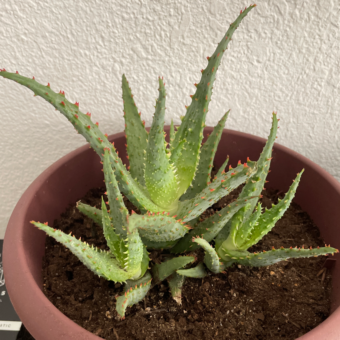 Aloe vera plant photo by Michelle named Zuko on Greg, the plant care app.