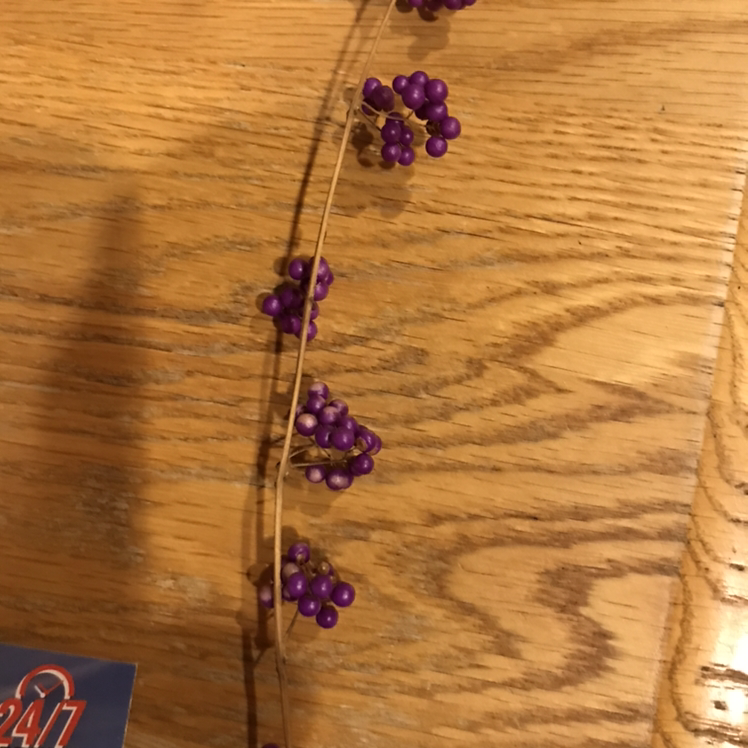 Photo of the plant species Purple Beautyberry by Gabe named Your plant on Greg, the plant care app