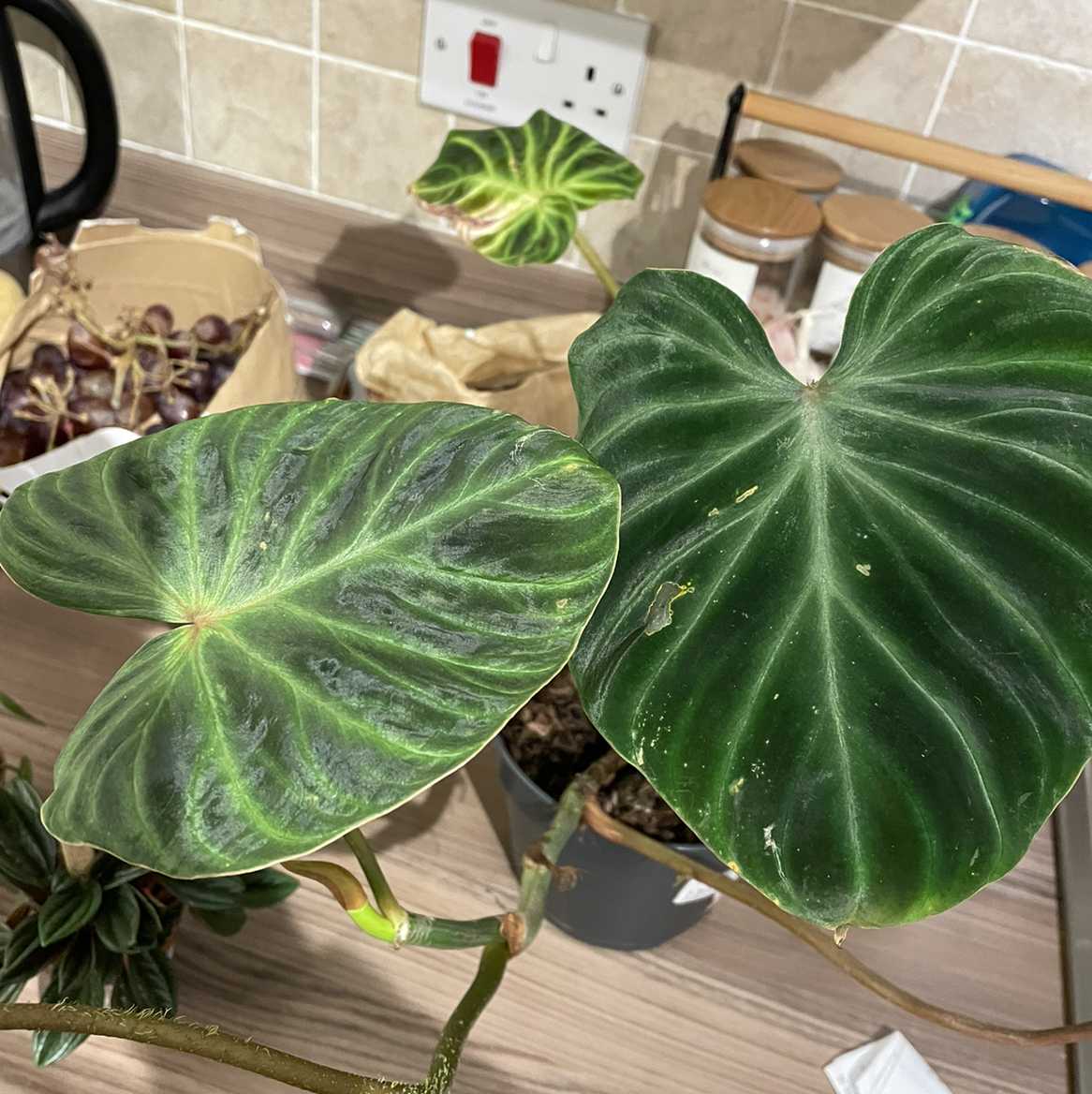 Ecuador Philodendron with large, dark green leaves and prominent veins in a pot on a countertop.