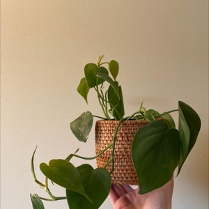 Philodendron Scandens plant photo by @carter named Tolkien on Greg, the plant care app.