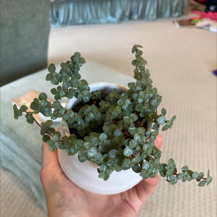 String of Pearls plant photo by @simonsays named Pearl on Greg, the plant care app.