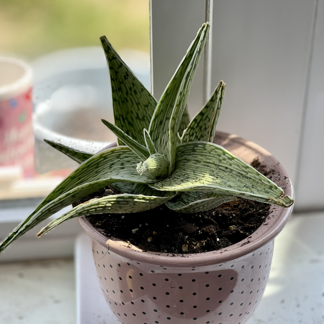 Aloe vera plant photo by @TheNanner named Darwin on Greg, the plant care app.