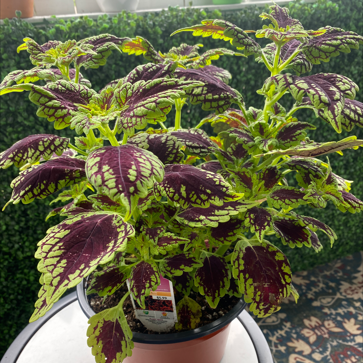 Coleus plant photo by @Charlie_ah named Cole on Greg, the plant care app.