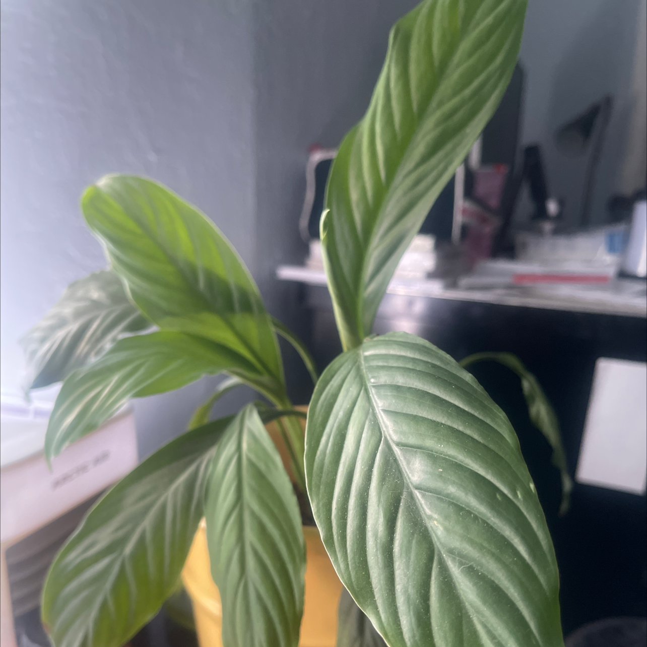 Peace Lily plant photo by @peeejayoriginale named Lucy on Greg, the plant care app.