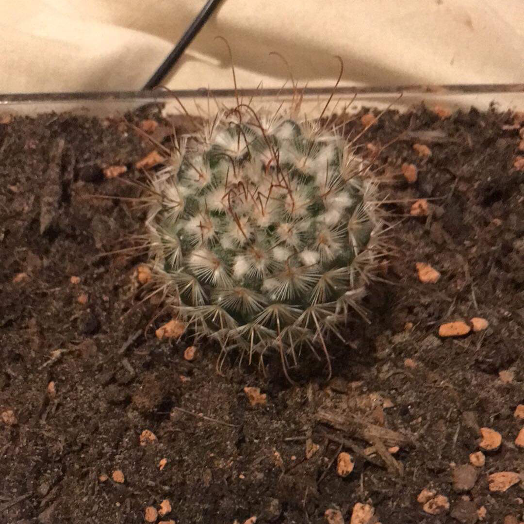 Image of an Old Lady Cactus planted in soil, appearing healthy and well-framed.