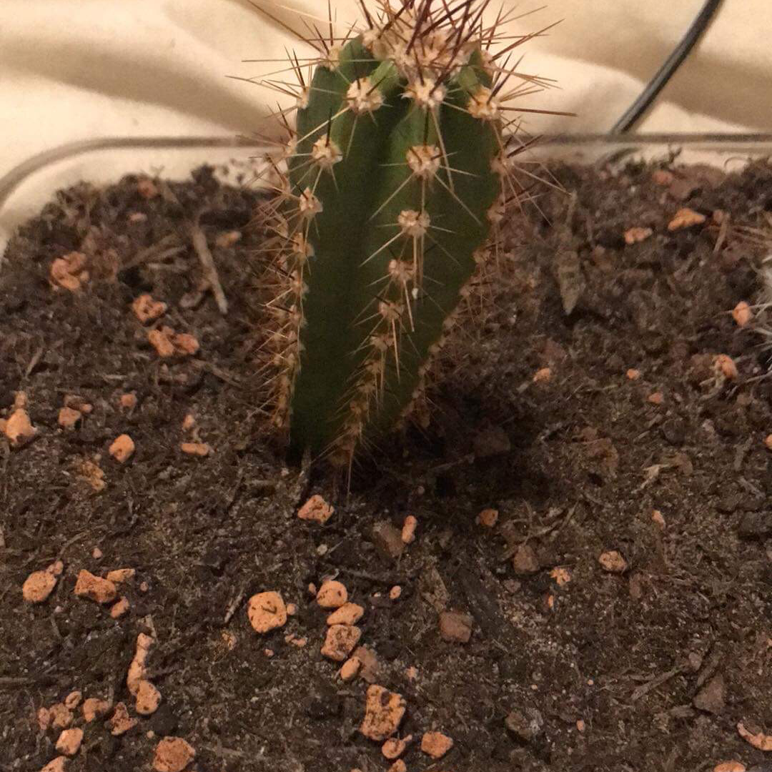 Photo of the plant species Echinocereus subinermis by @PlantLover22 named Steve on Greg, the plant care app