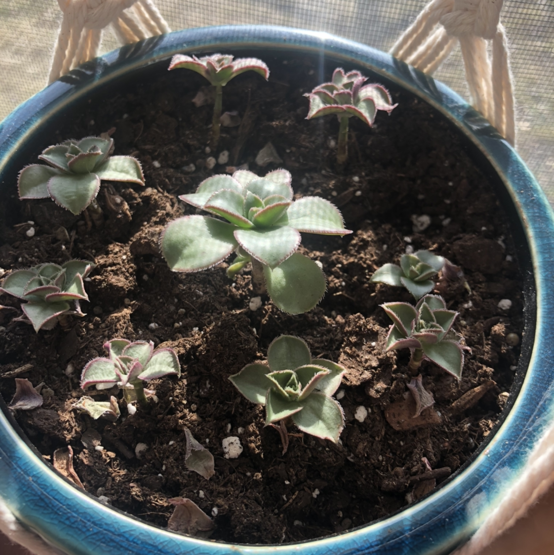 Potted Blue Echeveria with multiple smaller plants in soil, well-lit and healthy.