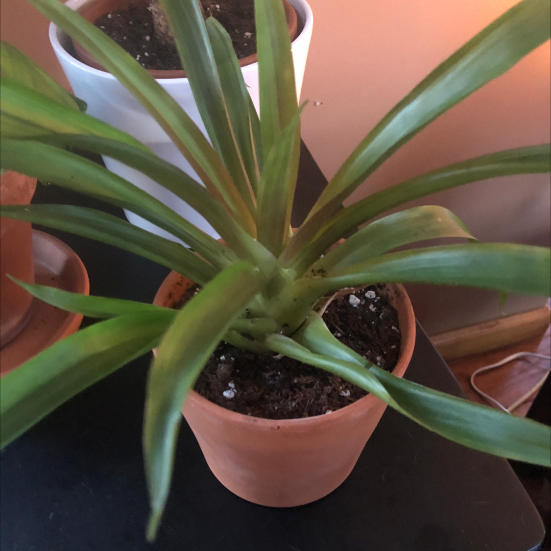 Blushing Bromeliad in a terracotta pot with visible soil and healthy green leaves.