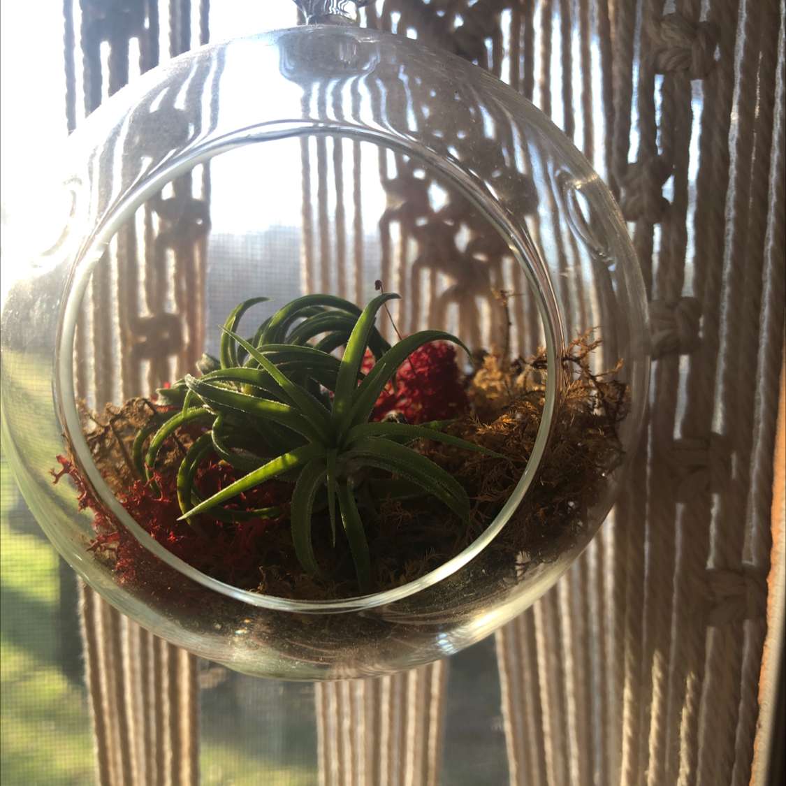 Fishbone Air Plant in a glass terrarium with macrame hanger and natural light.