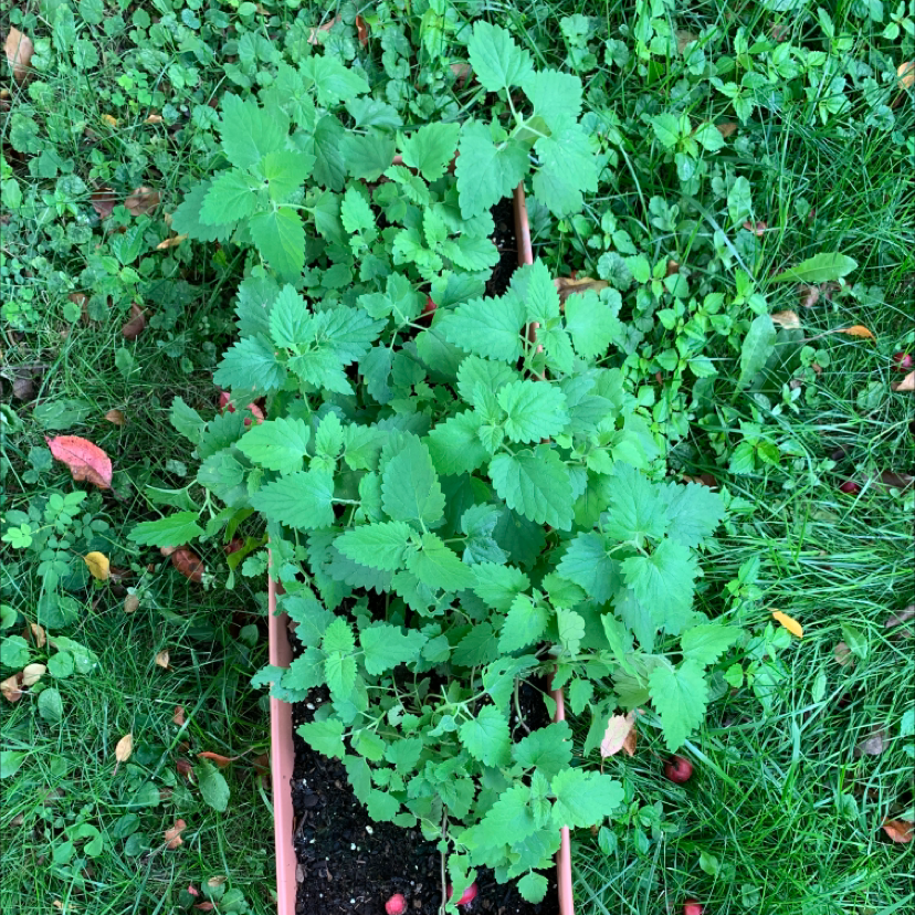 Photo of the plant species Catnip by Dphannum named Morgan Treeman on Greg, the plant care app