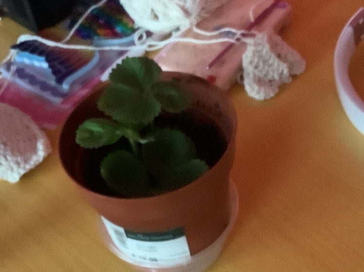 Strawberry plant photo by Thayia named prick on Greg, the plant care app.