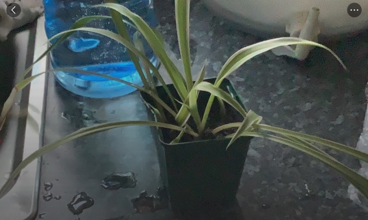 Spider Plant plant photo by Thayia named darla on Greg, the plant care app.