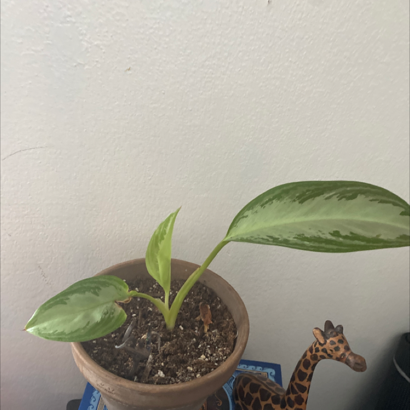 Healthy Chinese Evergreen houseplant in a brown pot next to a wooden giraffe figurine, against a white wall background.