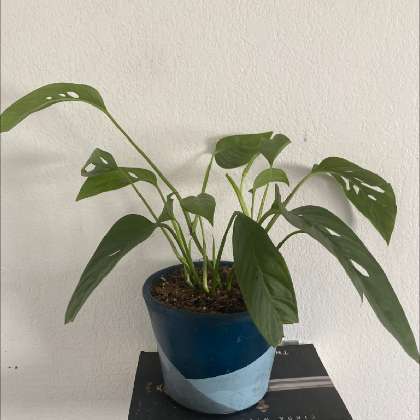 Swiss Cheese Vine (Monstera adansonii) in a blue pot with healthy green leaves.