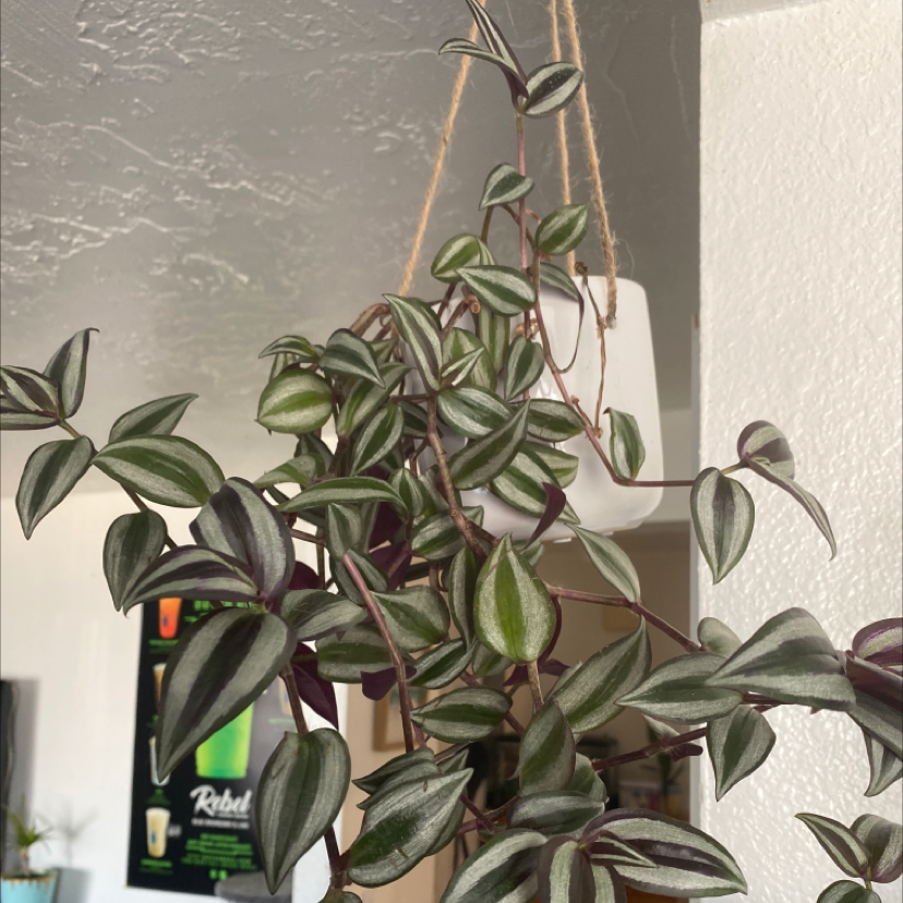 Close-up view of a healthy variegated Tradescantia zebrina plant with long trailing stems and purple, green, and silver striped leaves.