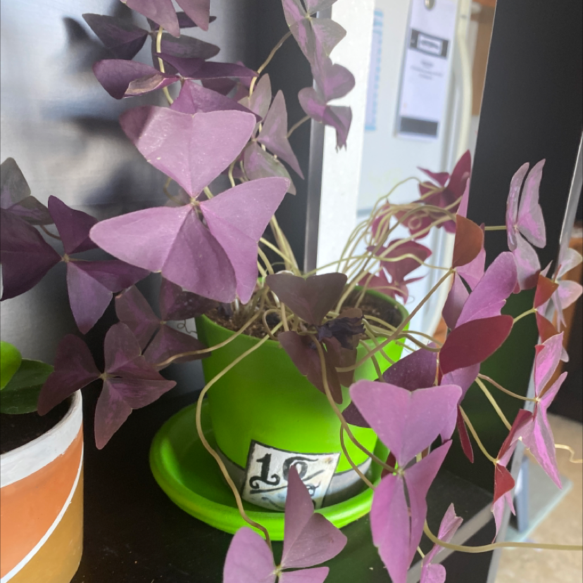 Healthy, vibrant Purple Shamrock plant with triangular leaves in a green plastic pot, well-framed and in focus.