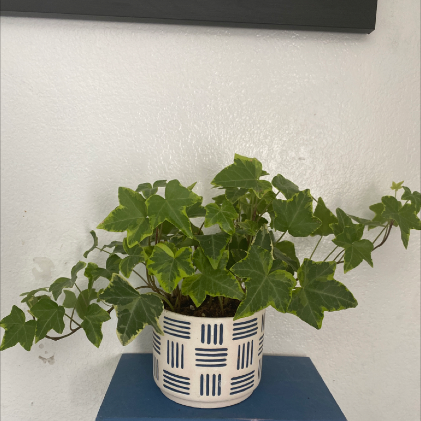 Healthy English Ivy plant with vibrant green leaves in a navy blue and white patterned pot, well-framed against a white background.