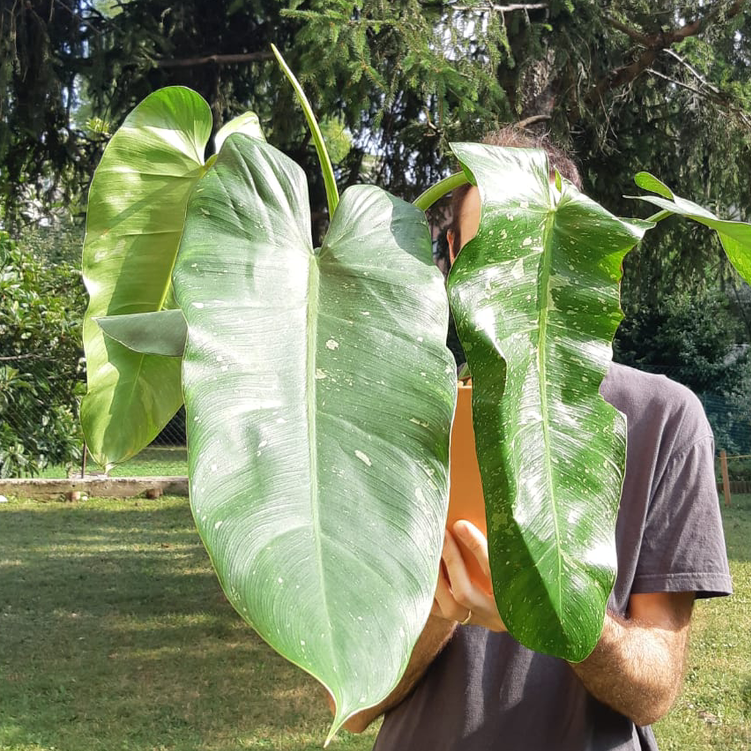 Philodendron 'Jose Buono' with large green leaves held by a person in an outdoor setting.