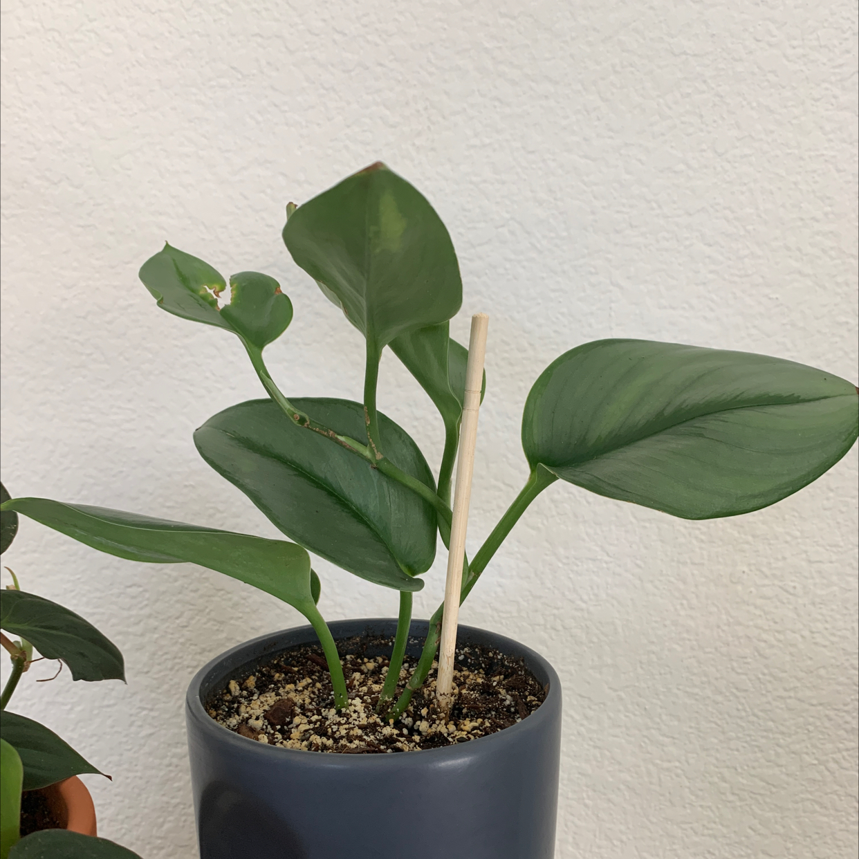 Scindapsus treubii 'Moonlight' plant in a pot with healthy green leaves.