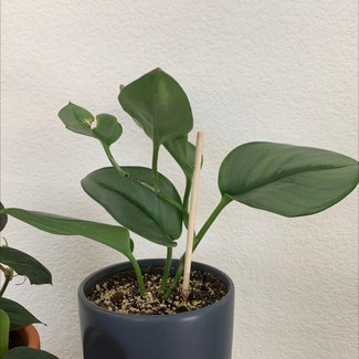 Scindapsus treubii 'Moonlight' plant in Sacramento, California