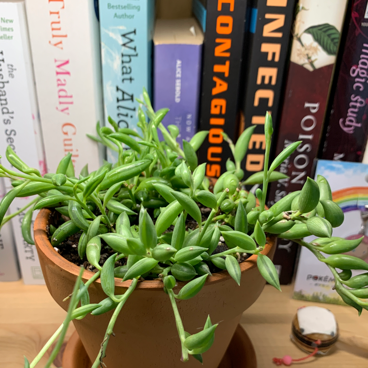 Photo of the plant species String of Bananas by @Meggiemeegs named Capt. Hook on Greg, the plant care app