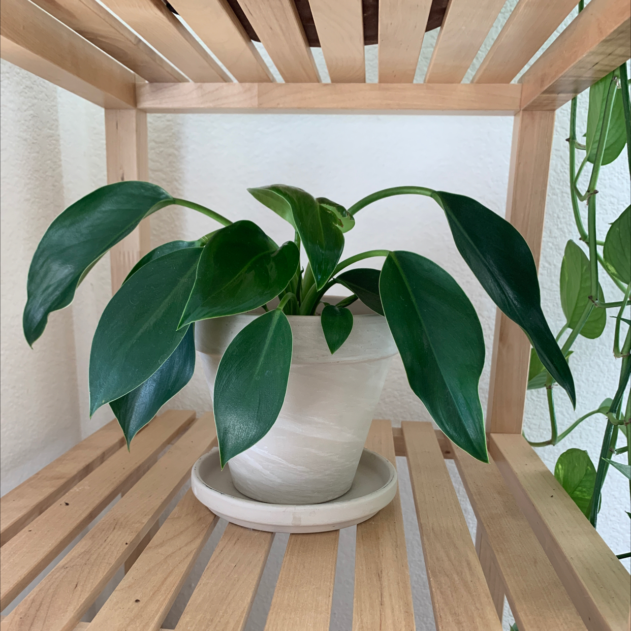 Photo of the plant species Philodendron 'Congo' by @Meggiemeegs named Congo on Greg, the plant care app