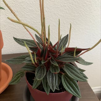 Peperomia 'Rosso' plant in Sacramento, California