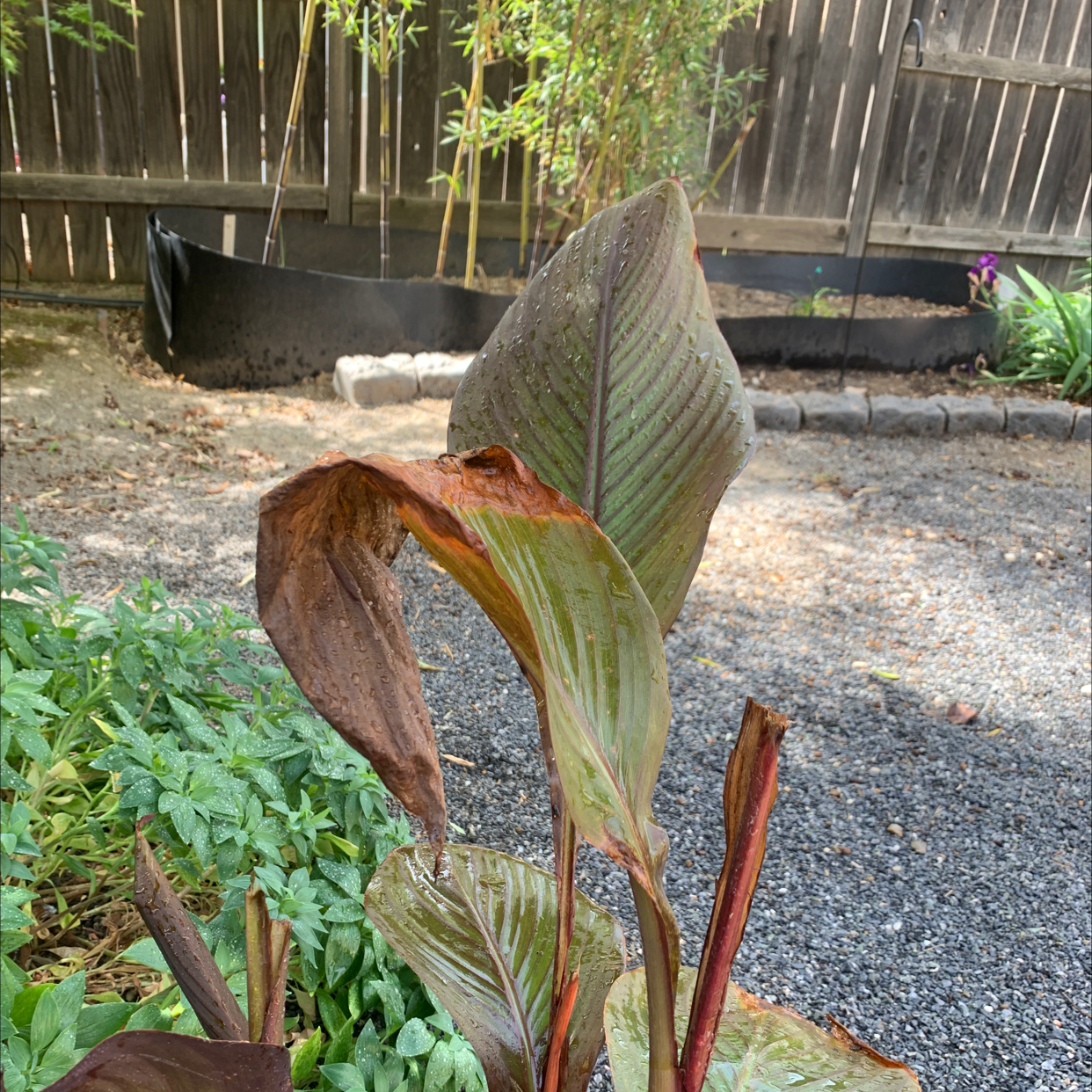 Close-up of a healthy canna lily plant with large green and red leaves growing in a gravel garden.