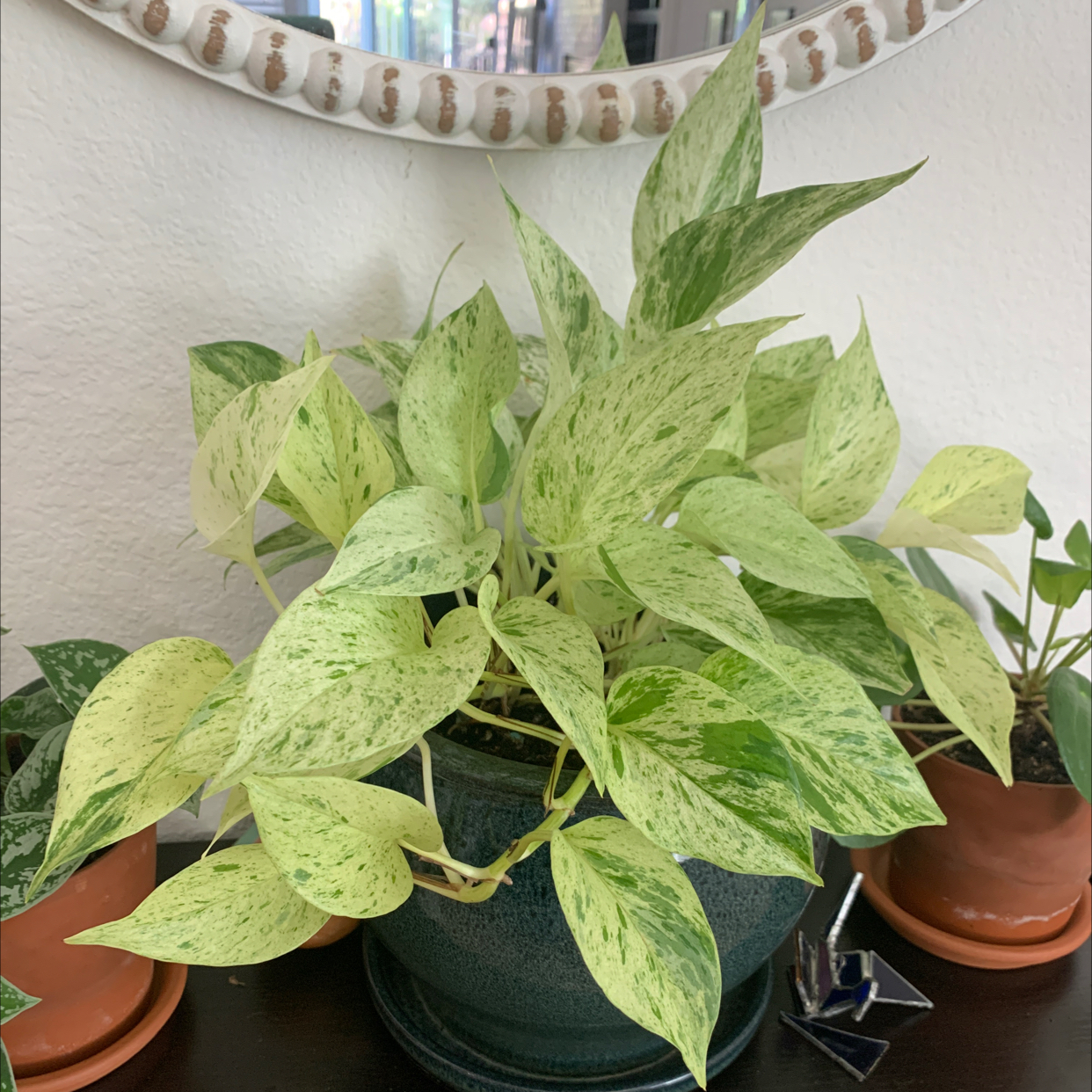 Photo of the plant species Snow Queen Pothos by @Meggiemeegs named Mew on Greg, the plant care app