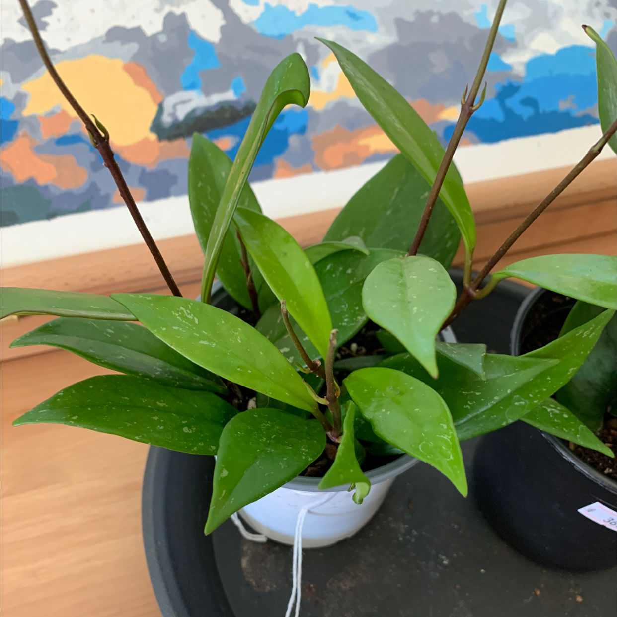 Hoya Pubicalyx plant with healthy green leaves in pots.