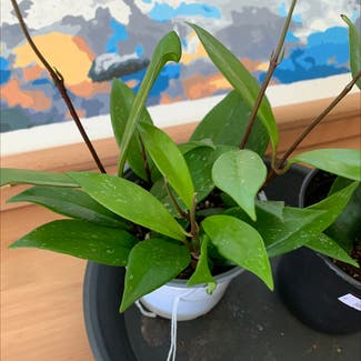 Hoya Pubicalyx plant in Sacramento, California