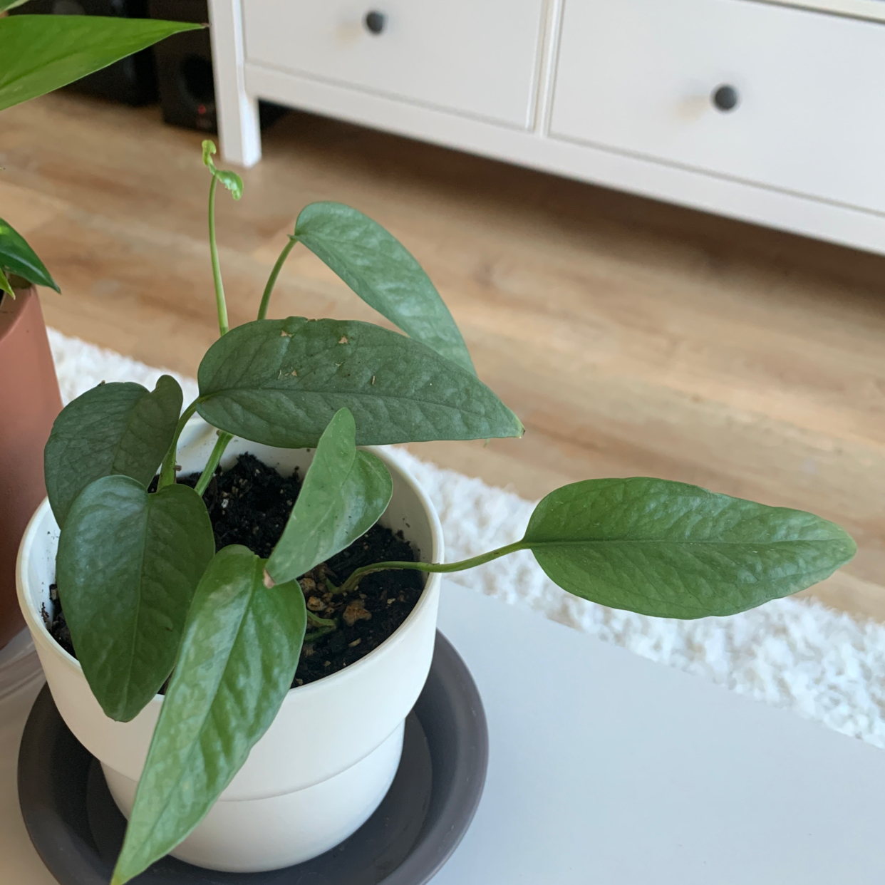Cebu Blue Pothos plant in a white pot with healthy green leaves.