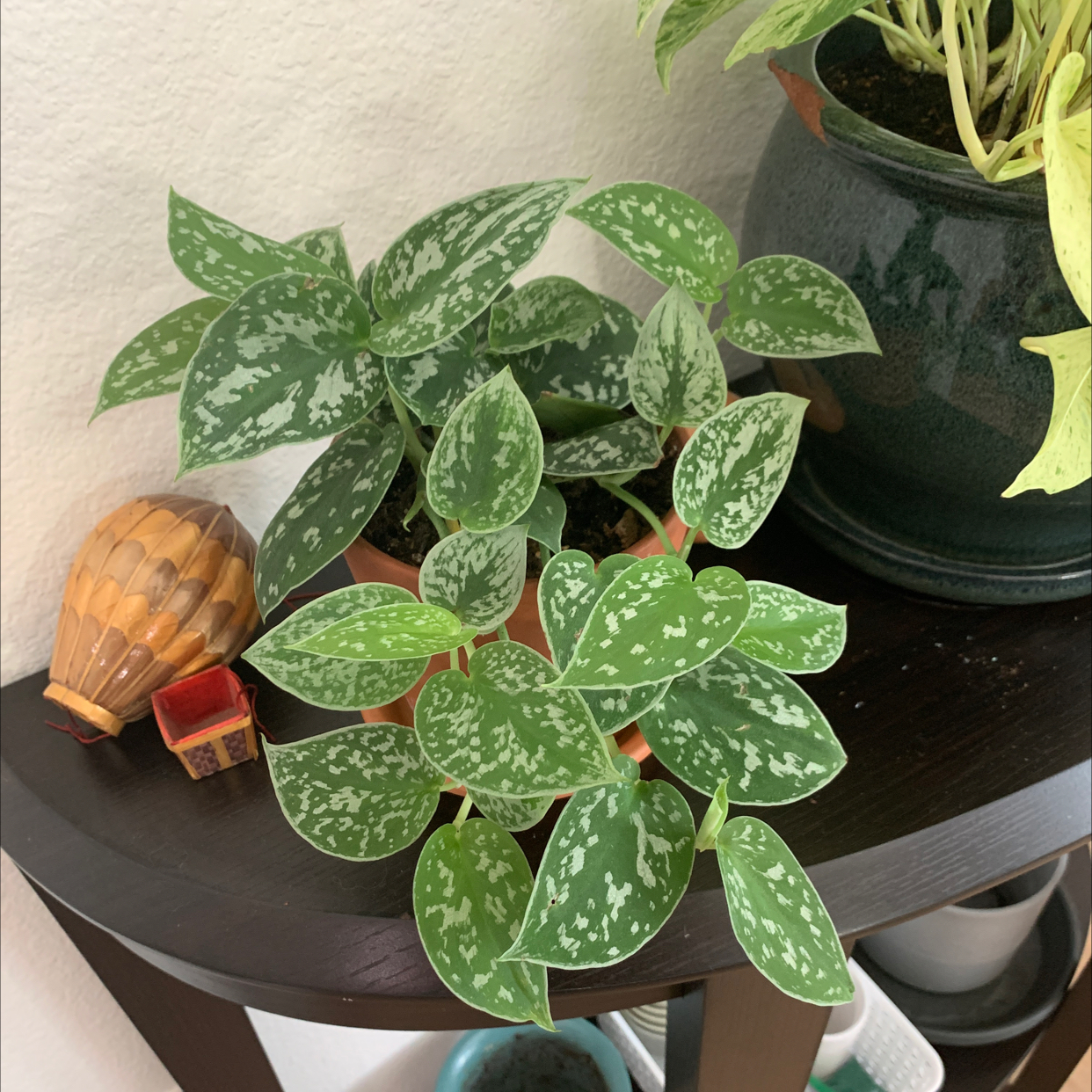 Photo of the plant species Satin Pothos by @Meggiemeegs named Skarmory on Greg, the plant care app
