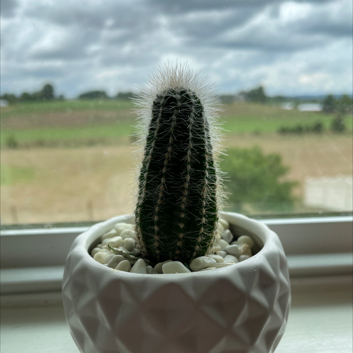 Photo of the plant species Mexican Giant Cactus by @taylore named Winston on Greg, the plant care app
