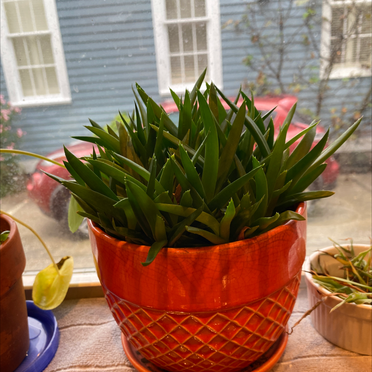 Aloe vera plant photo by @Hillaryclintonsleftnip named Grape juice on Greg, the plant care app.