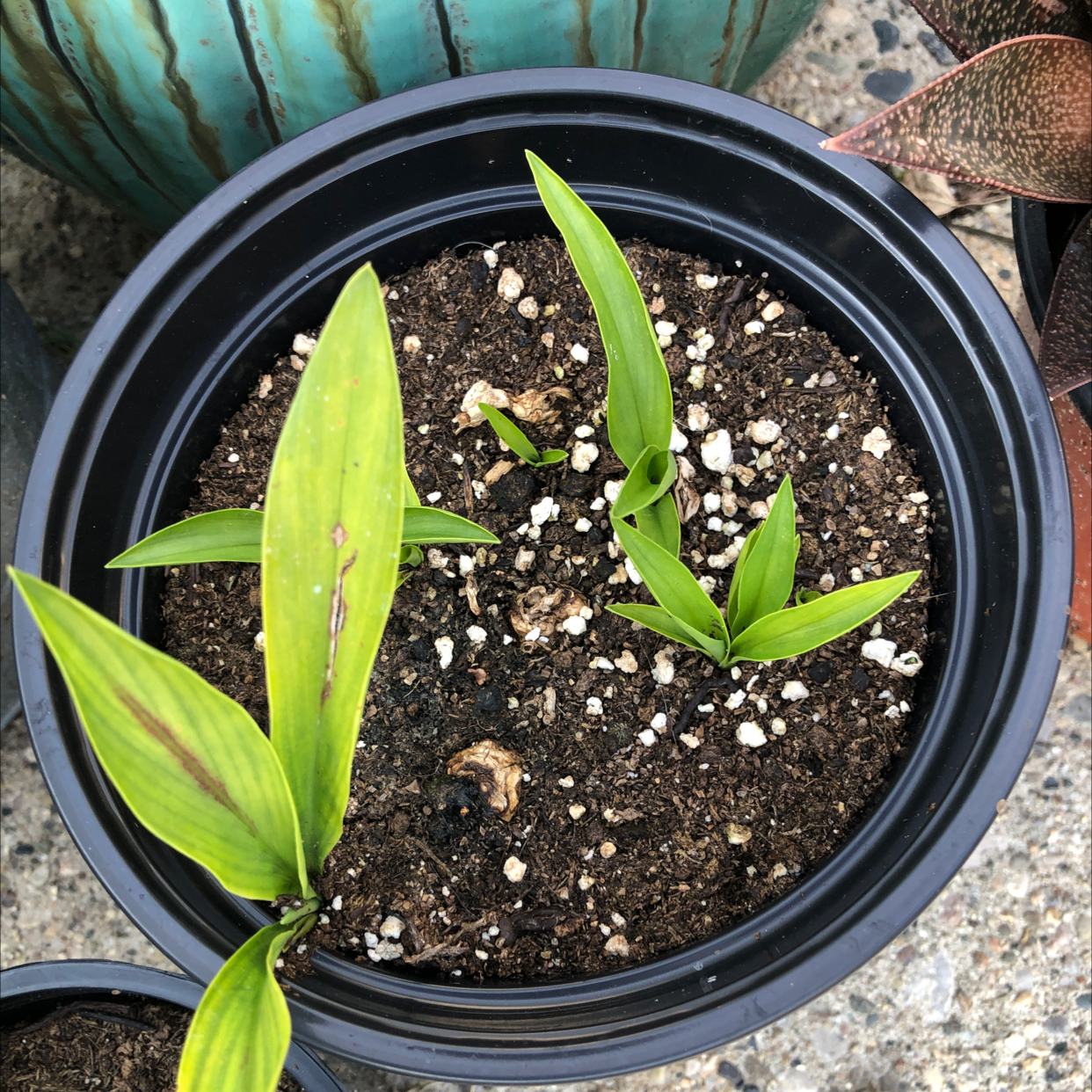 Potted Siam tulip plant with some browning and black spots on leaves, visible soil.