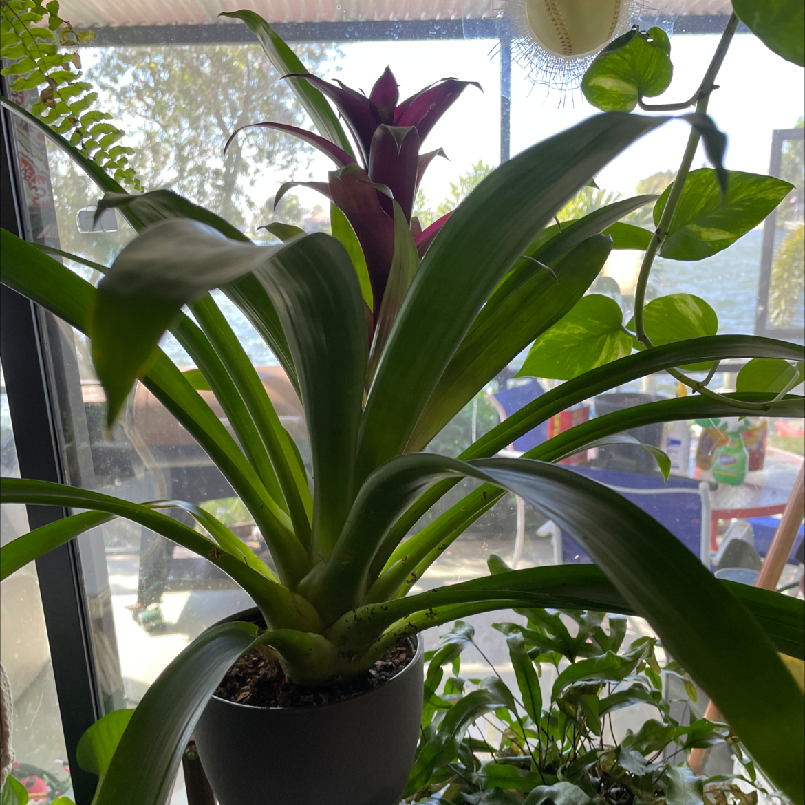 Urn Plant with vibrant green leaves and a central flower in a pot near a window.