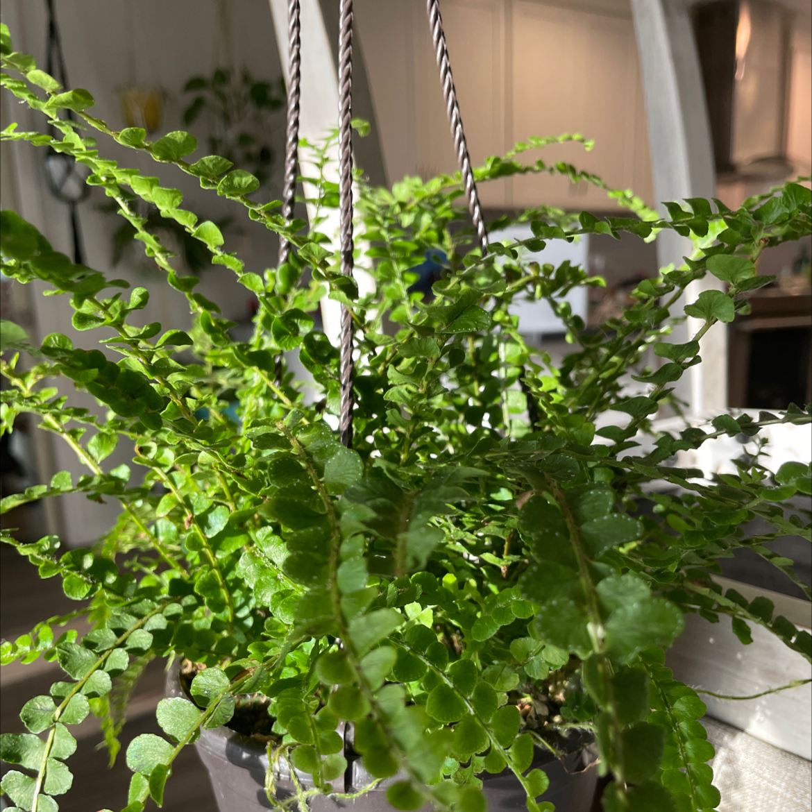 Healthy, thriving Erect Sword Fern with lush green foliage in a hanging basket. No signs of disease or discoloration.