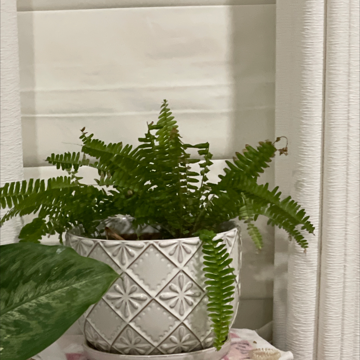 Boston Fern plant photo by Amy named Fern on Greg, the plant care app.