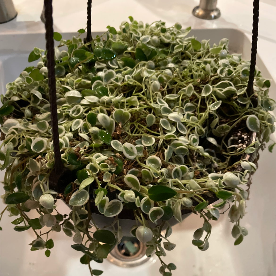 Healthy variegated vining peperomia with round leaves in shades of green, white and pink, growing in a white hanging basket.