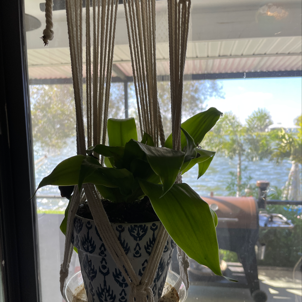 Basket Plant in a decorative hanging pot near a window with green, healthy leaves.