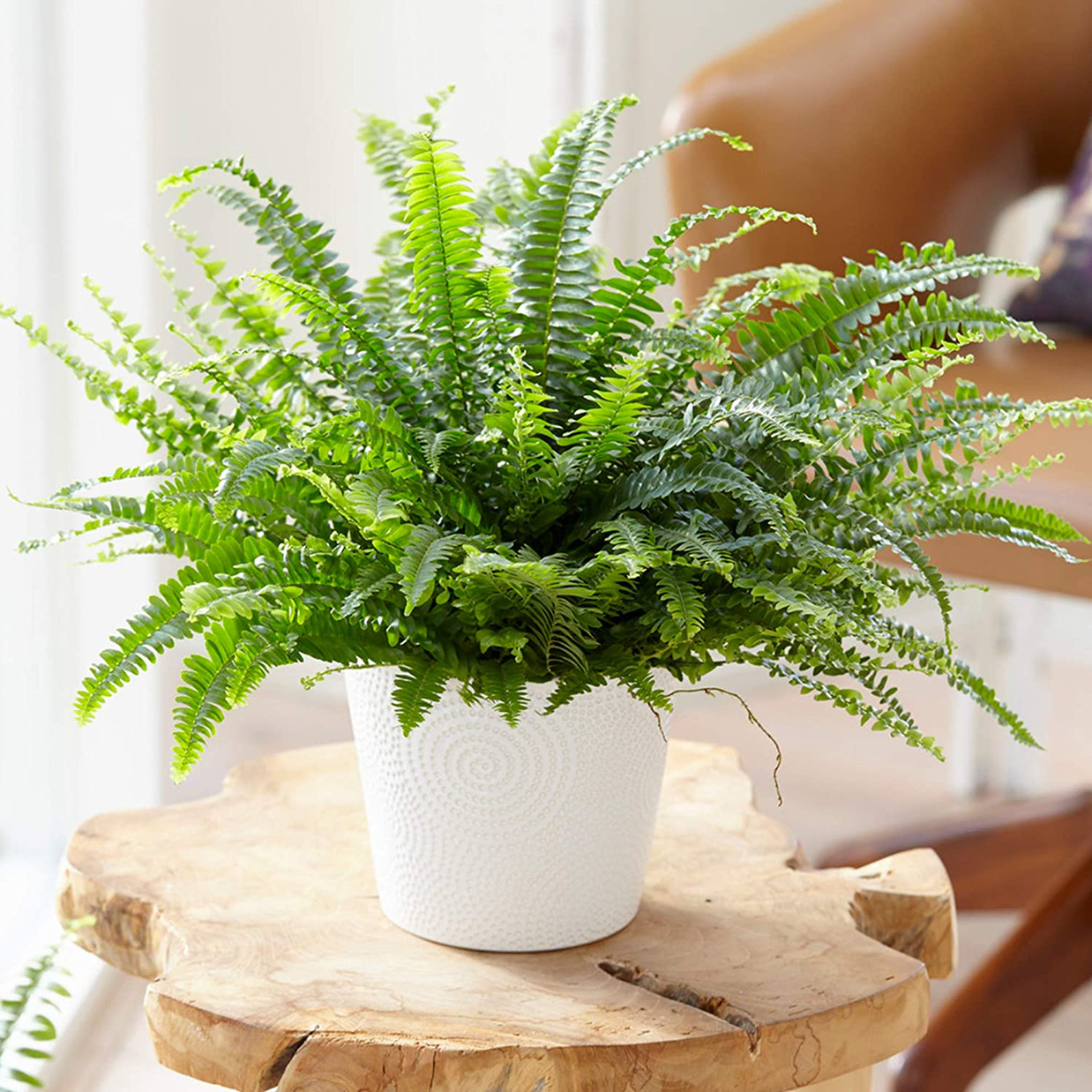 Photo of the plant species Boston Fern by @ryansutts named Boston fern on Greg, the plant care app
