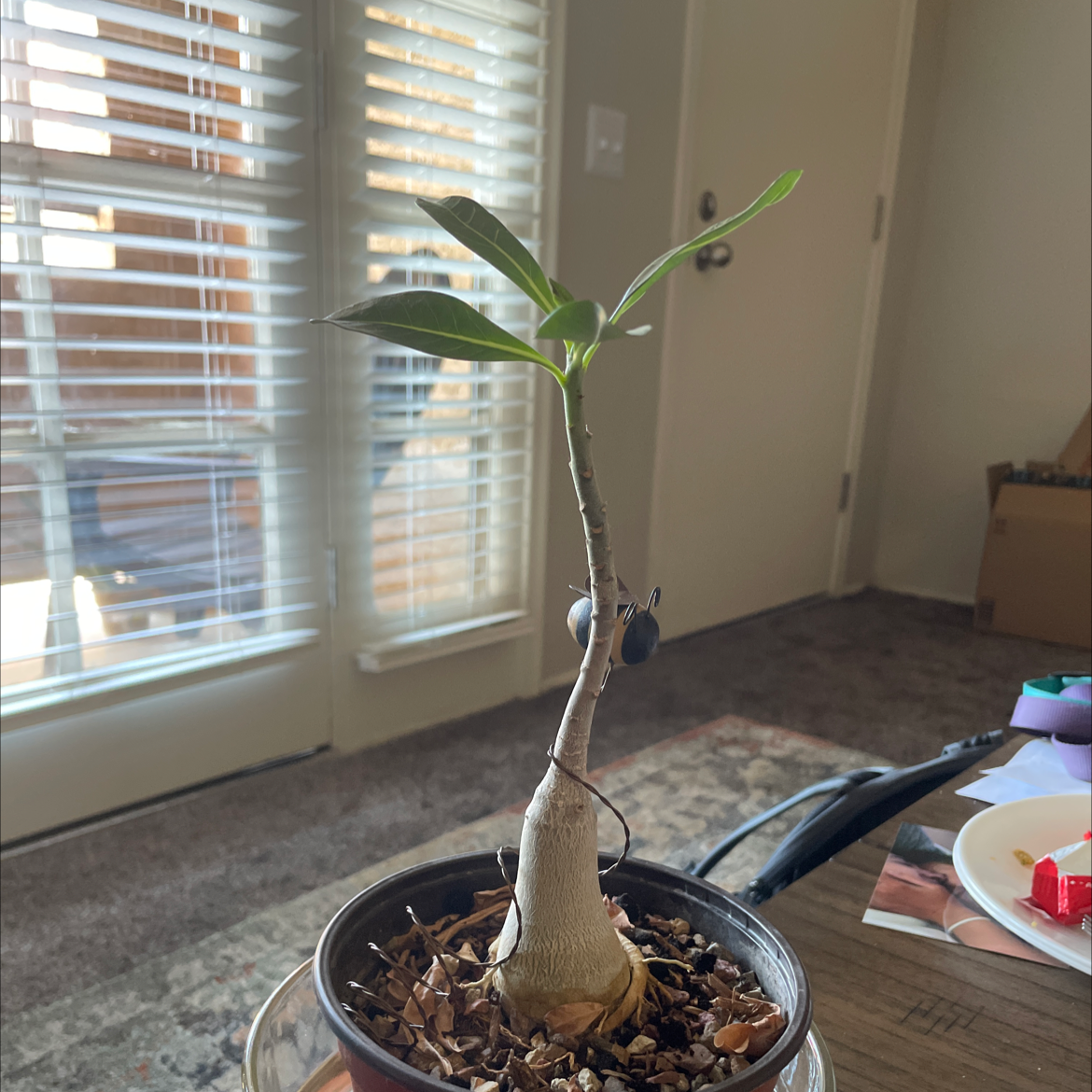 Desert Rose Plant plant photo by @Jfishtruck named pikmin on Greg, the plant care app.