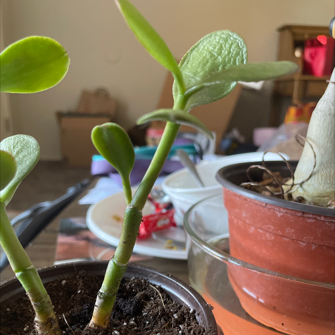 Lucky Plant plant photo by @Jfishtruck named celia on Greg, the plant care app.