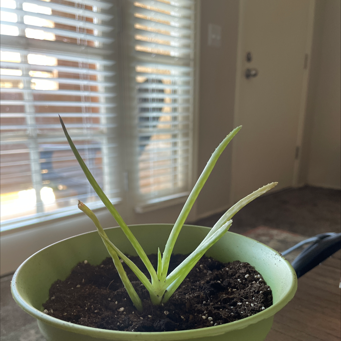 Aloe vera plant photo by @Jfishtruck named martin on Greg, the plant care app.