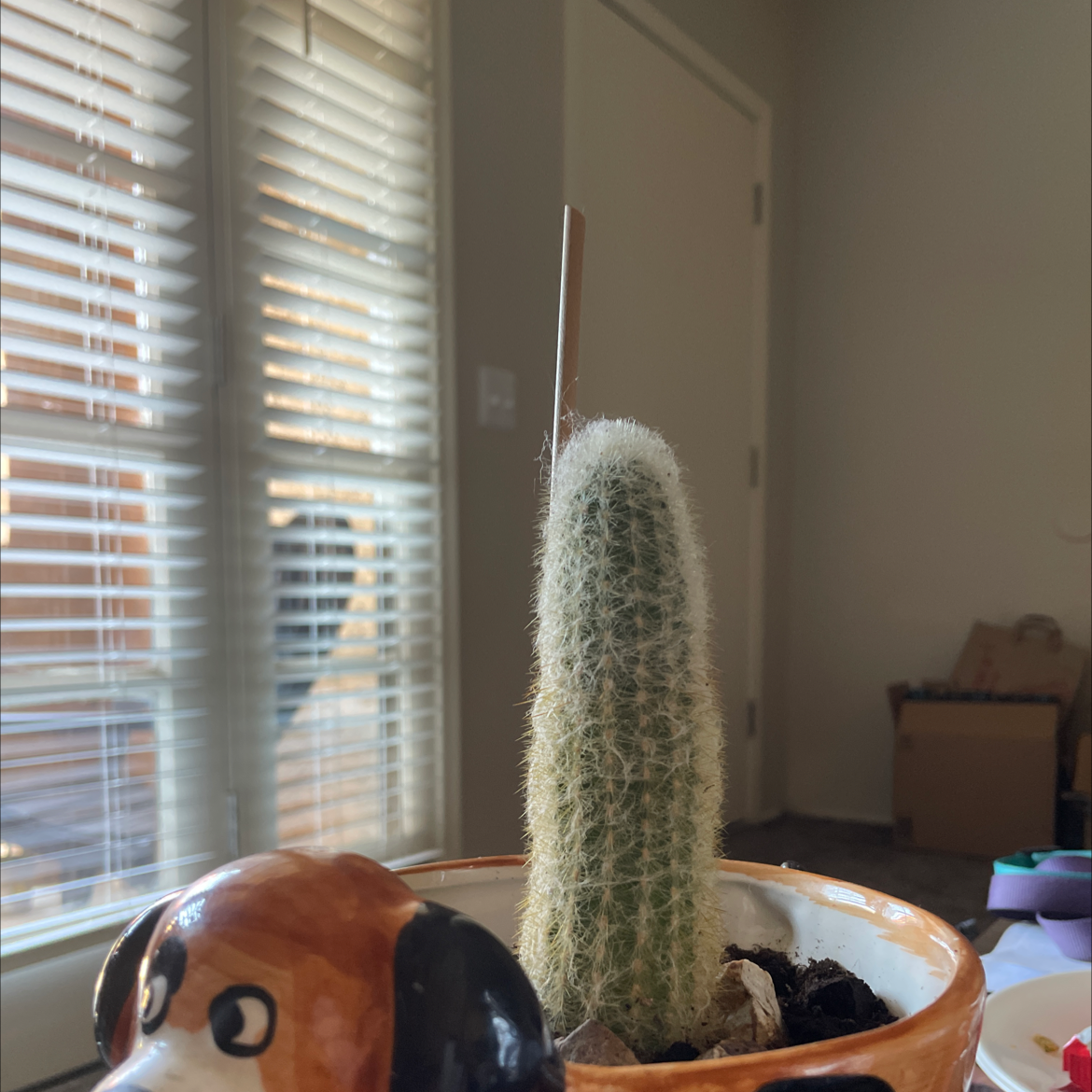 Peruvian Old Man Cactus plant photo by @Jfishtruck named ye olde man on Greg, the plant care app.