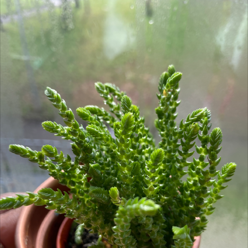Photo of the plant species Rattail Crassula by Sravya named Dax on Greg, the plant care app